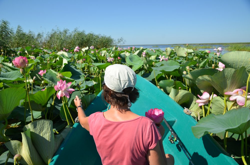 Lotusblumen Lotusblumen